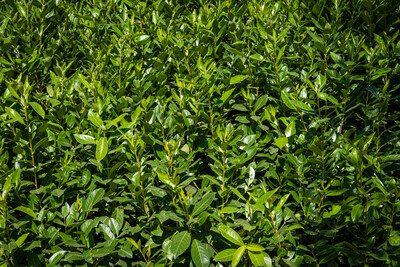 Prunus Lusitanica  2.5L