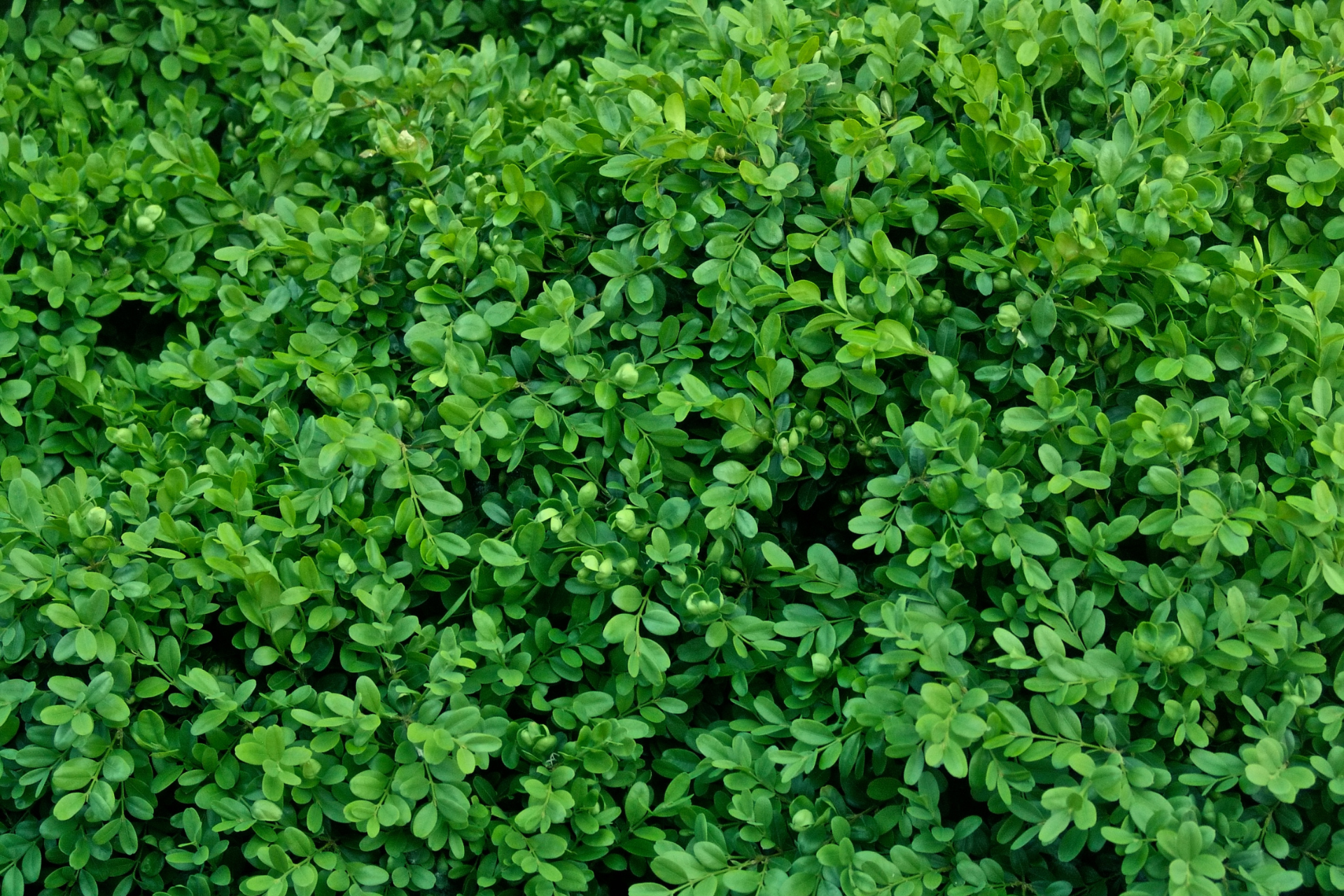 Griselinia Littoralis 2.5L