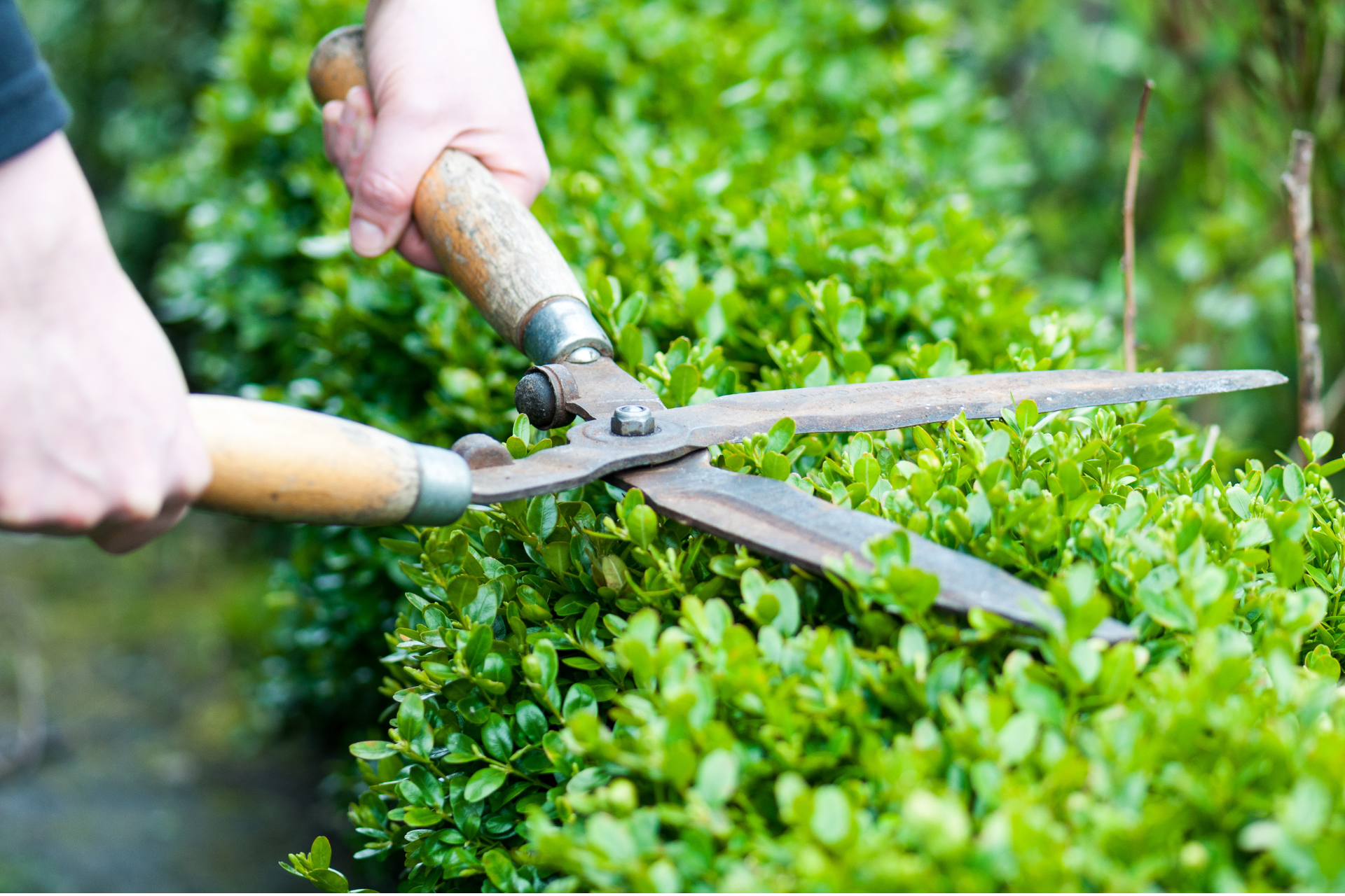 Griselinia Littoralis 6L