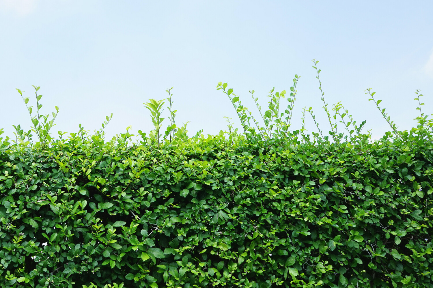 Griselinia Littoralis 'Broadway Mint' 6L