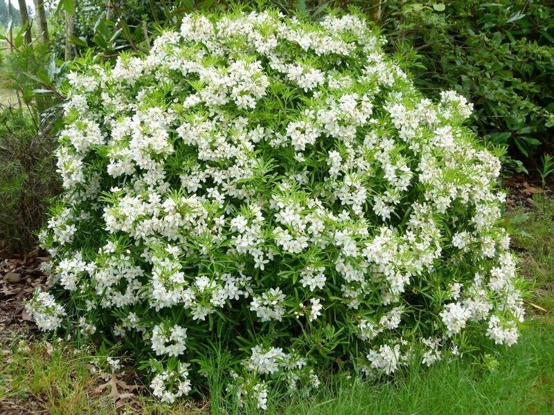 Choisya Aztec Pearl (Mexican Orange Blossom) 6L