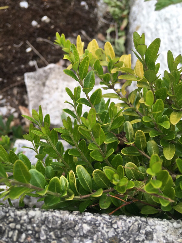 Lonicera Nitida 2.5L