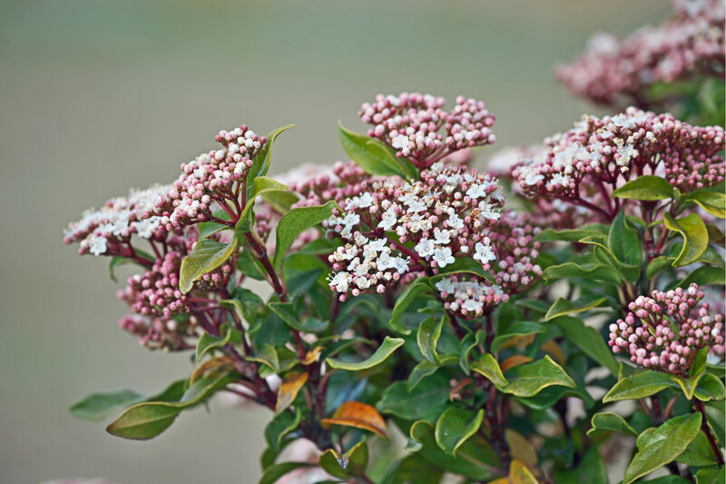 Viburnum Tinus 6L