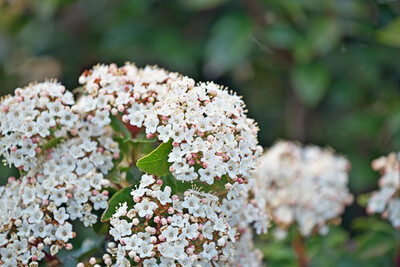 Viburnum Tinus 2.5L