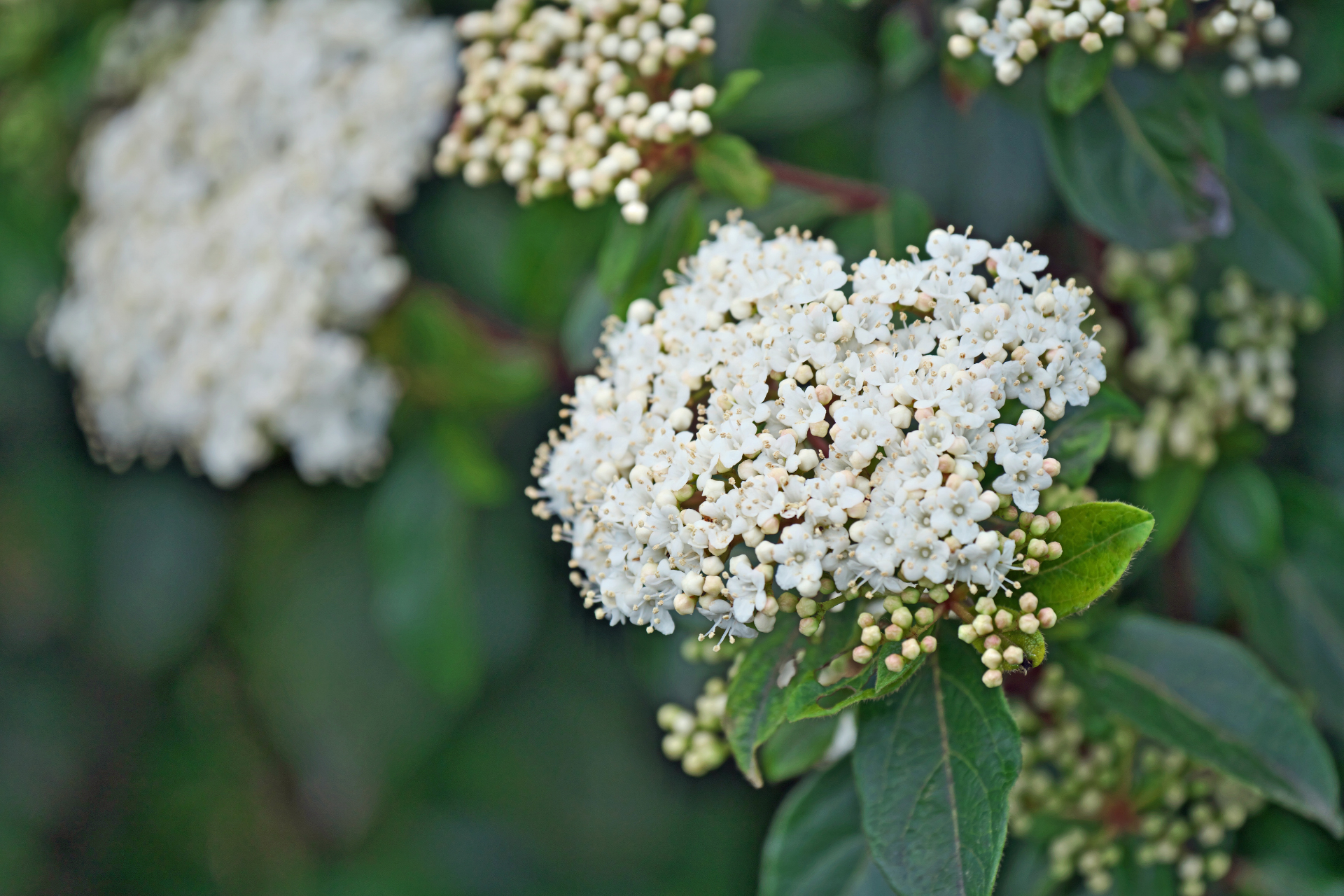Viburnum Tinus 6L