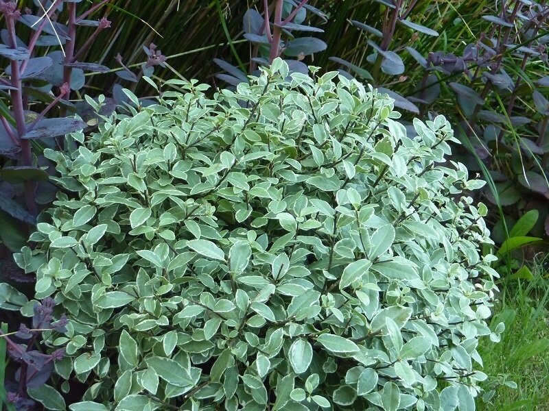Pittosporum tenuifolium  Wrinkle Blue 6L
