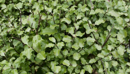 Pittosporum tenuifolium  Wrinkle Blue 2.5L