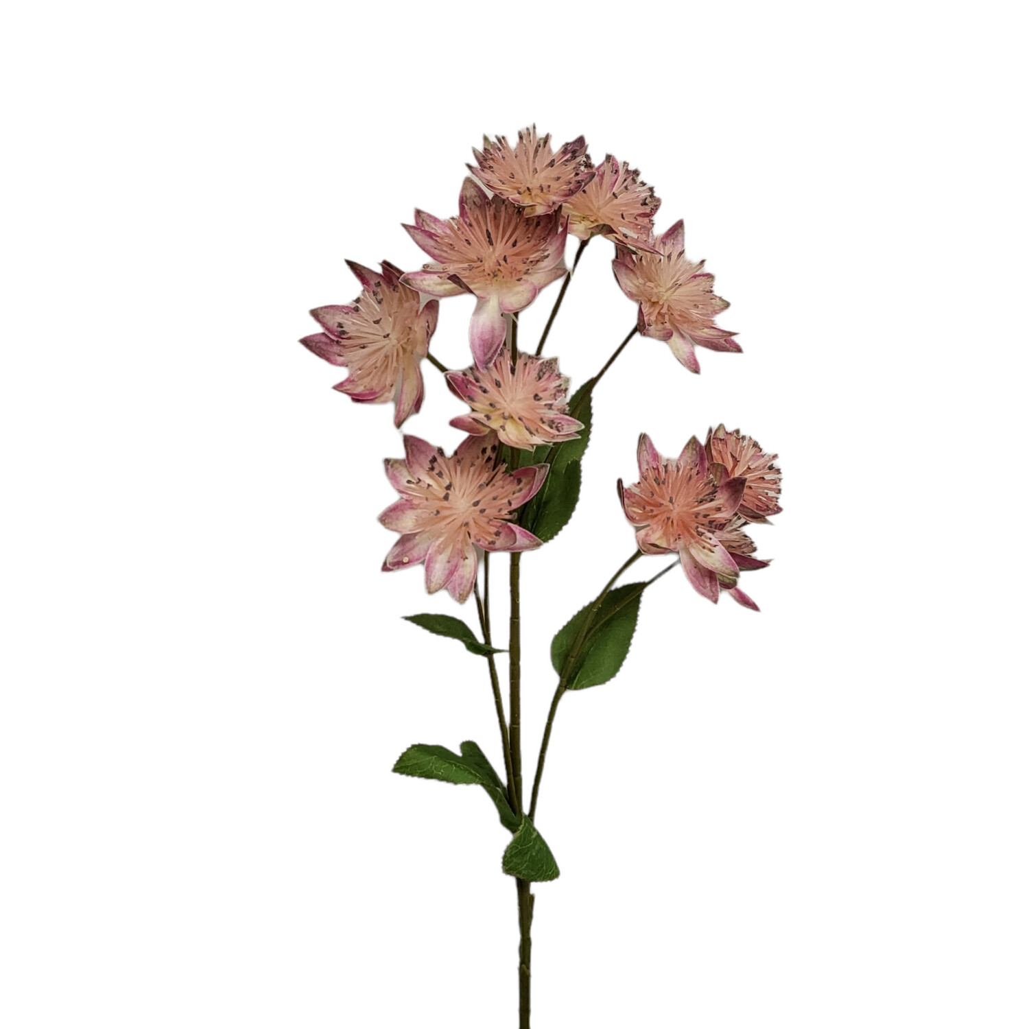 Astrantia Pink Spray 10H 63cmL