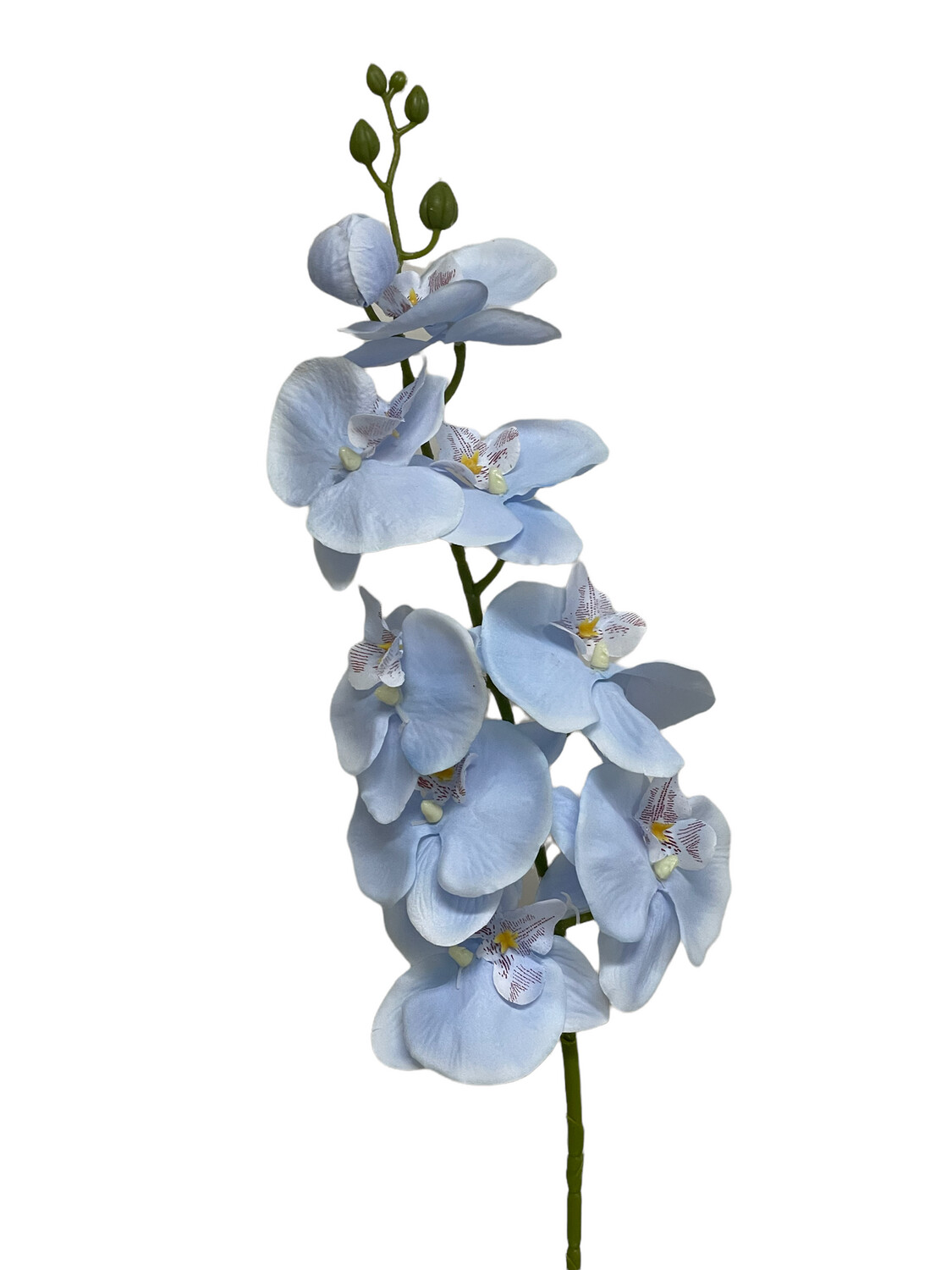 Orchid Baby Blue 95cmL