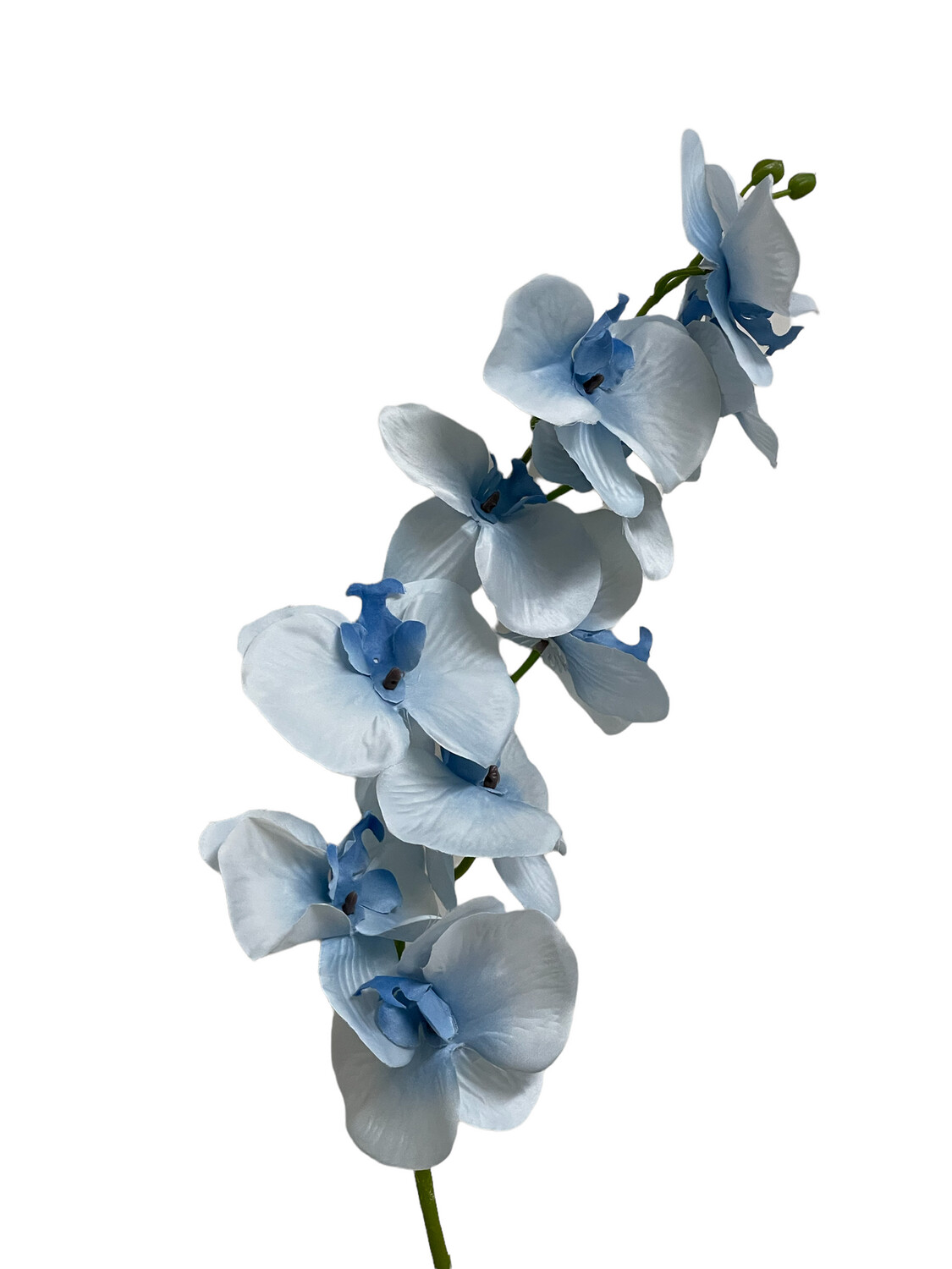 Orchid Baby Blue Orchid 95cmL
