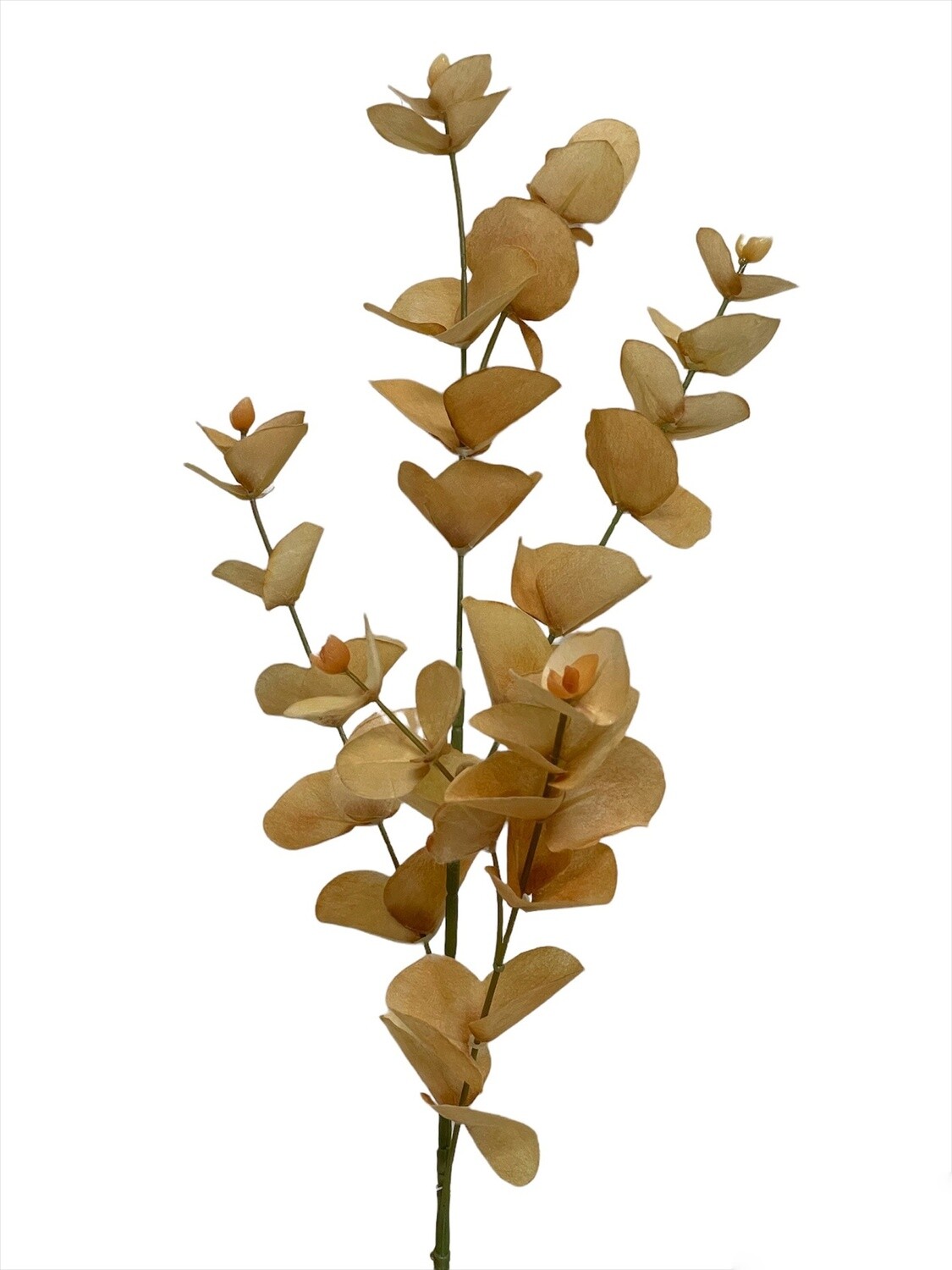 Eucalyptus Stem Brown 70cmL
