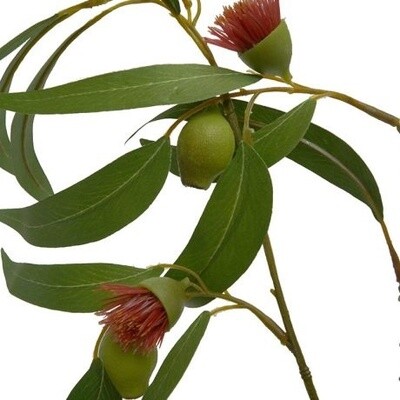 Eucalyptus Gum Nuts 104cmL