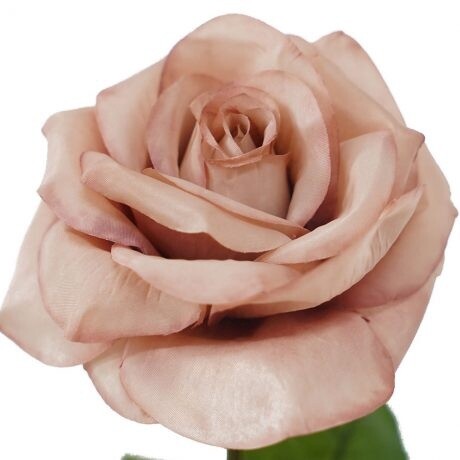 Rose Holland Stem Pink 67cmL