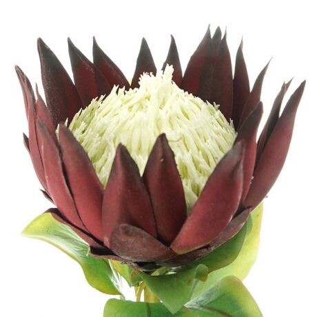 King Protea Burgundy 73cmL