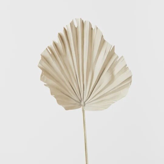 Palm Fan 56cmL