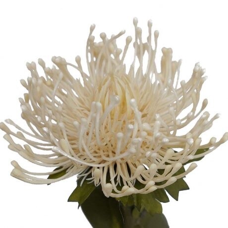 Pincusion Protea Cream 72cmL
