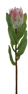 Protea Bud Pink 38cmL