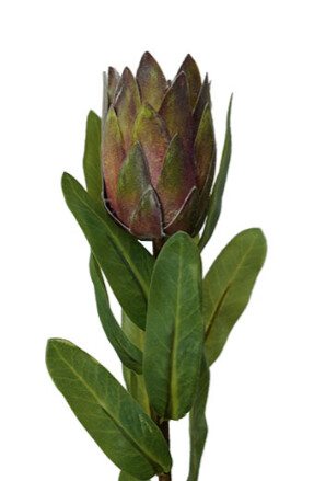 Protea Bud Purple 38cmL