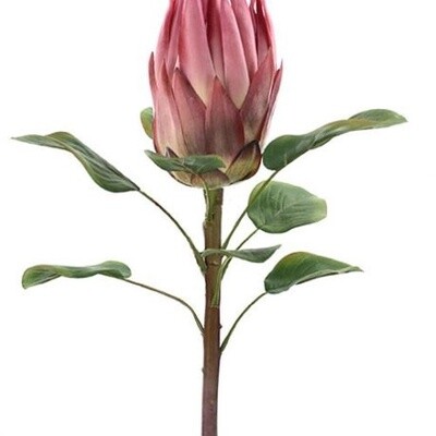 Protea Stem Dark Pink 68cmL