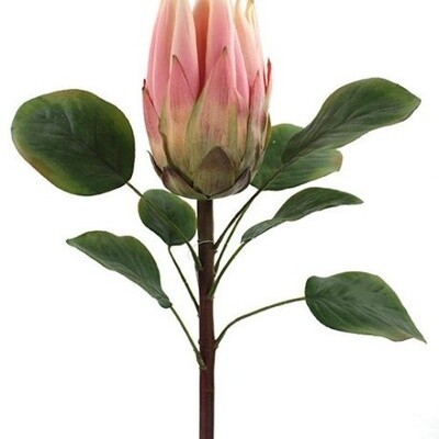 Protea Stem Pink 68cmL