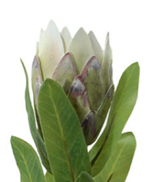 Protea Light Pink 60cmL