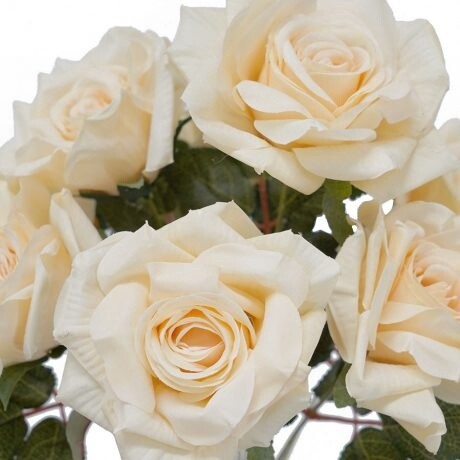 Rose Bush Champagne 9H 43cmL