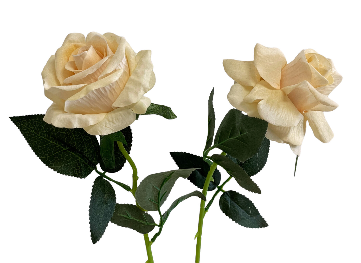 Rose Champagne Velvet 50cmL