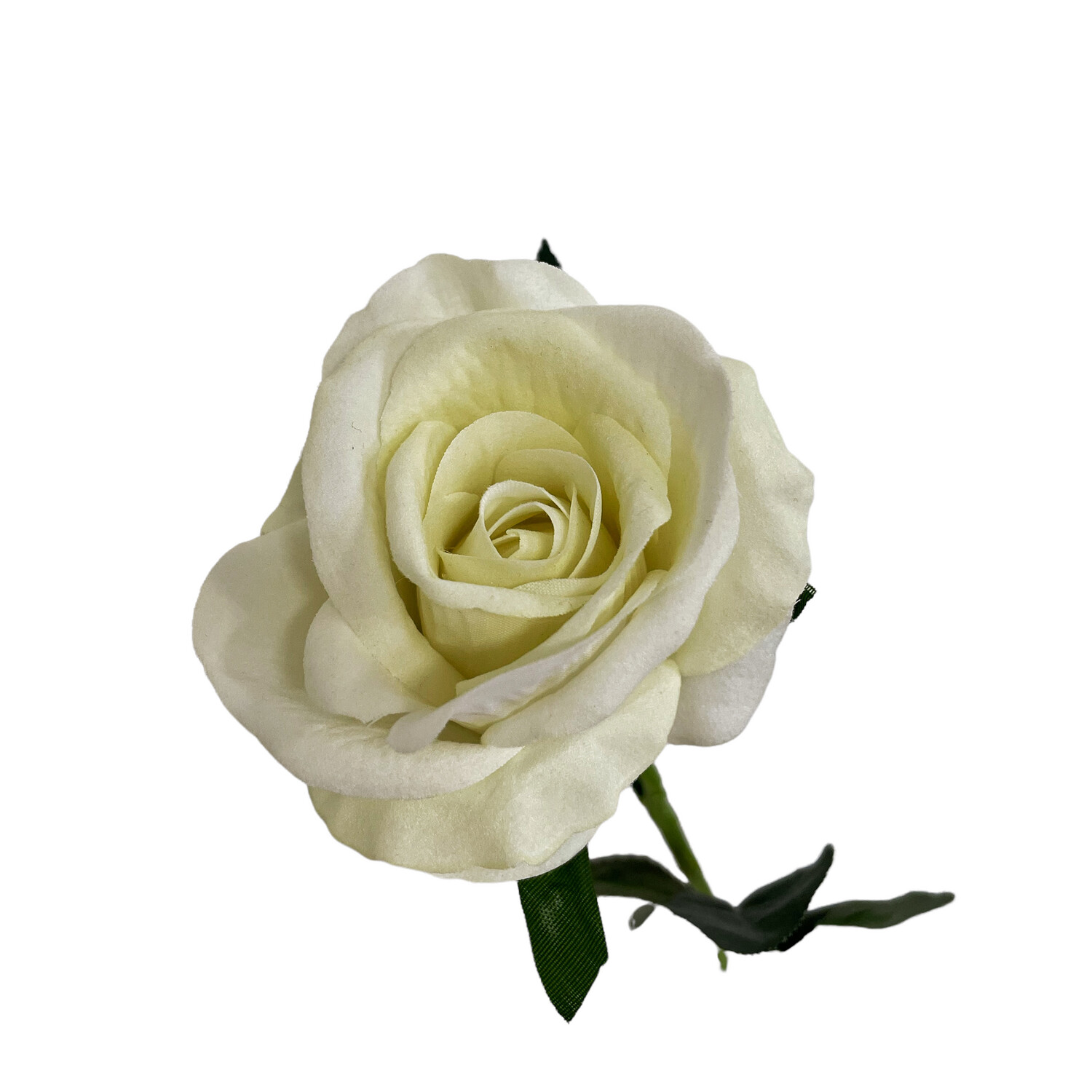 Rose Cream Velvet 50cmL