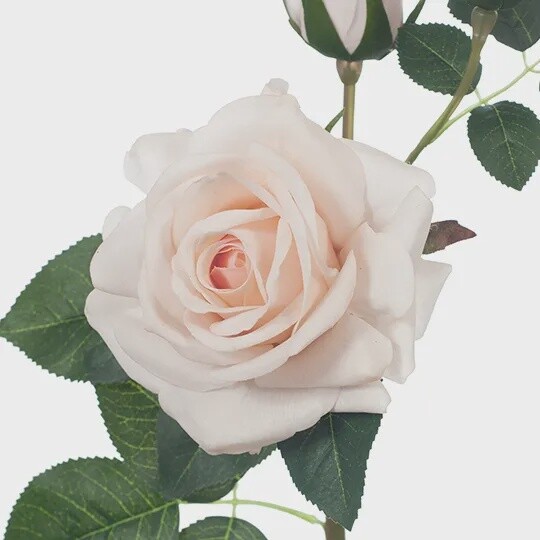 Rose Lisa Spray 56cmL Fresh Touch