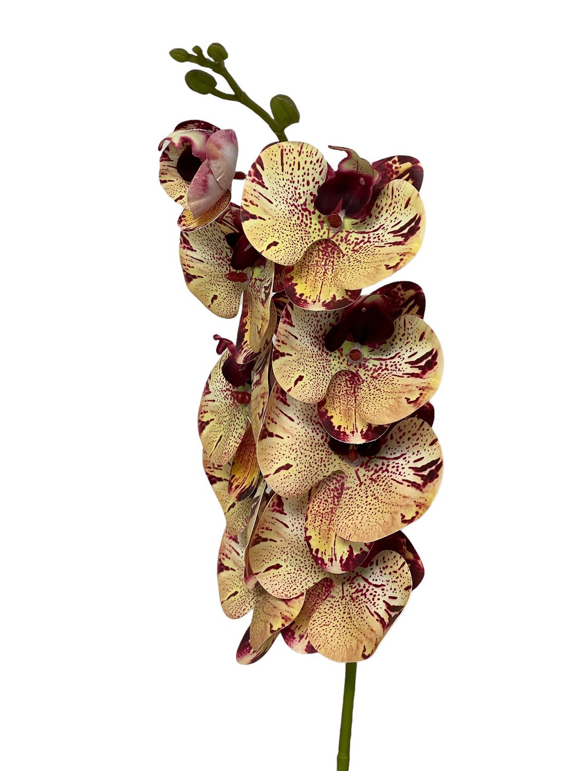 Orchid Spotted Yellow 95cmL