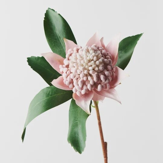 Waratah Light Pink 45cmL