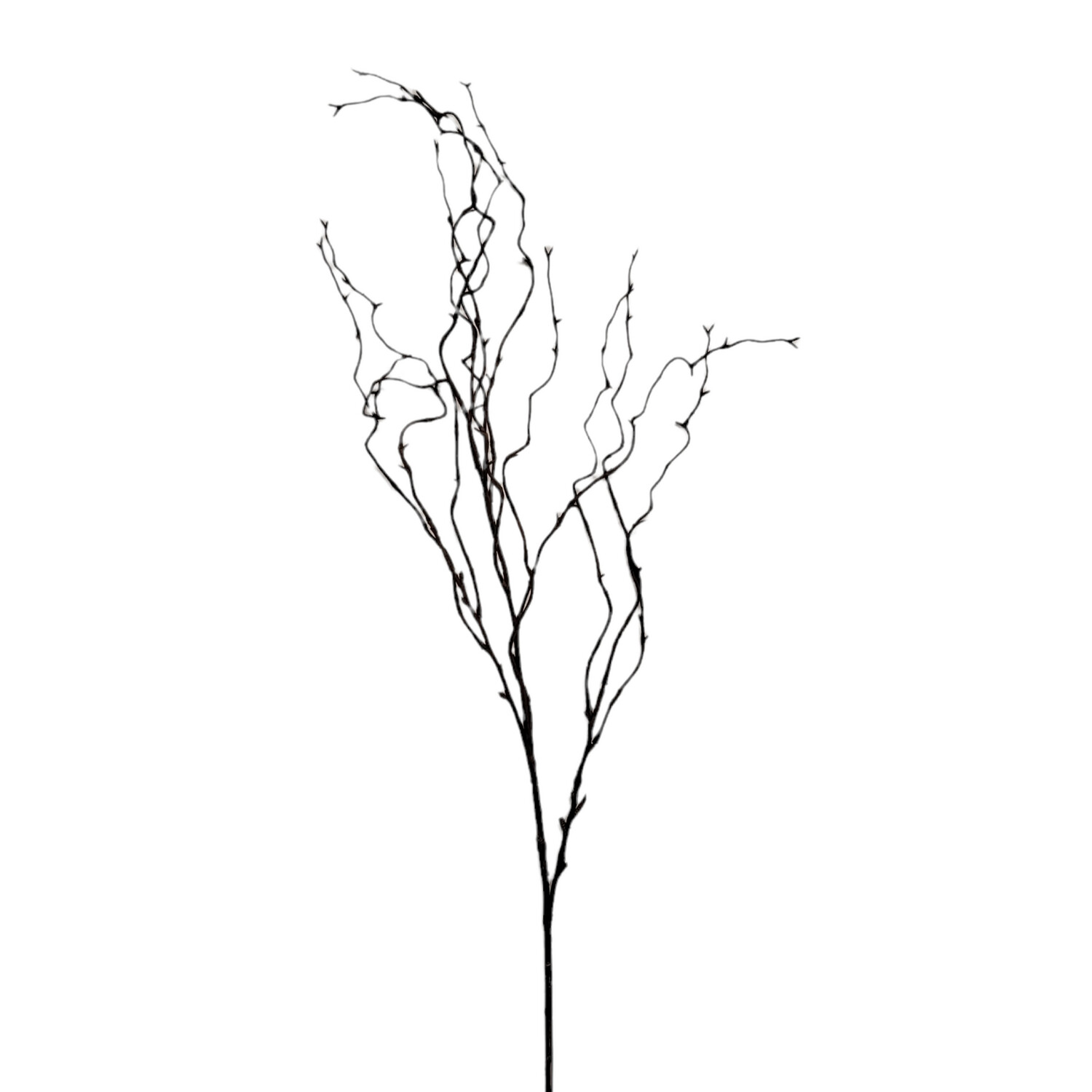 Twig Curly Willow Spray 100cmL