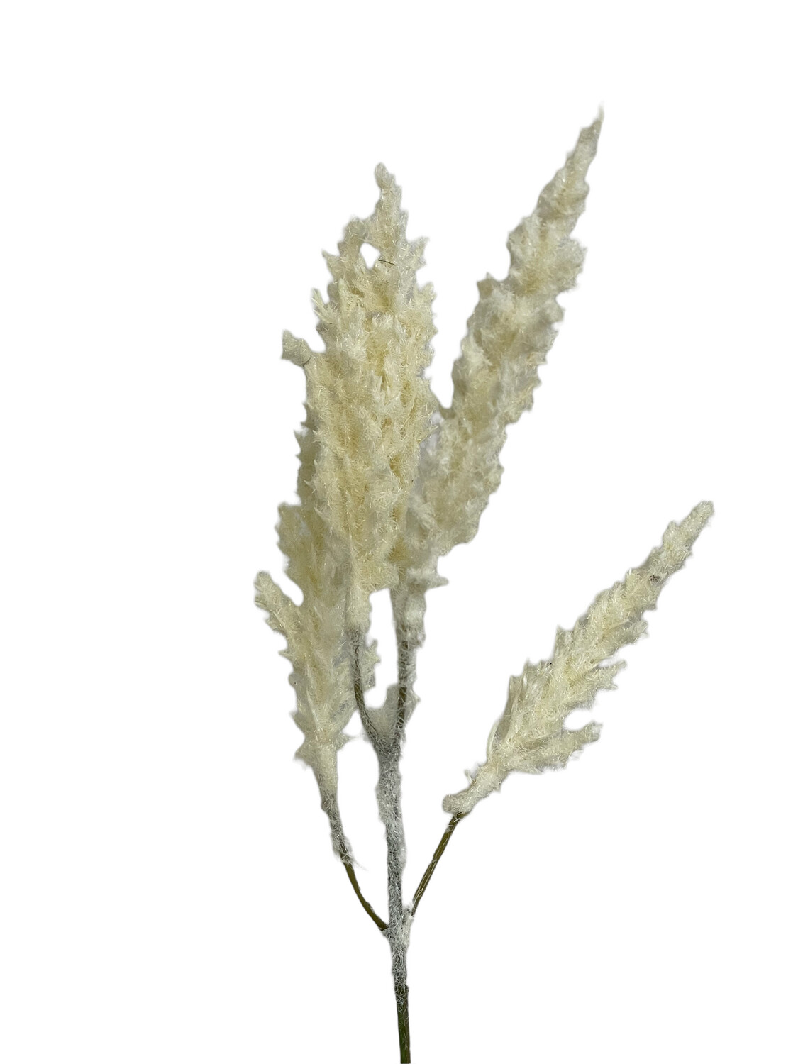Pampas Pick Cream 31cmL