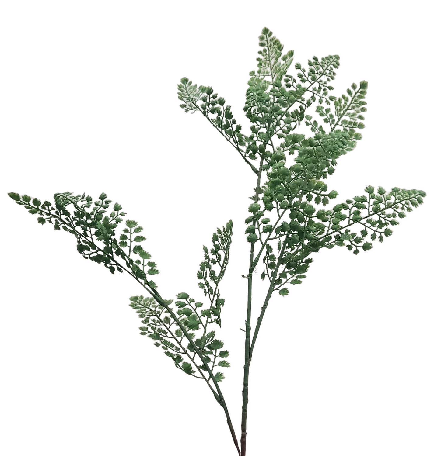 Fern Stem Maiden Hair 100cmL