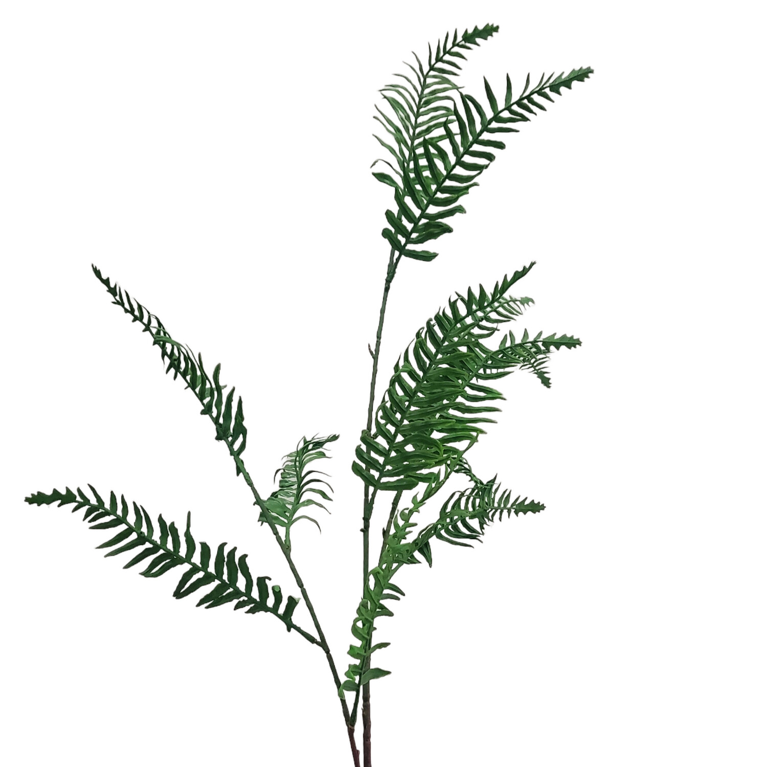 Fern Stem Boston 100cmL
