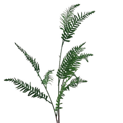 Fern Stem Boston 100cmL