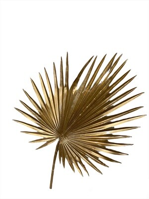 Palm Golden Star 88cmL; 46cmW
