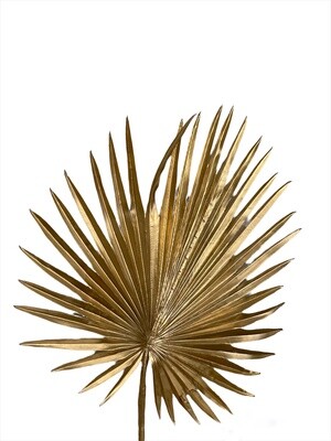 Palm Golden Star 88cmL; 46cmW