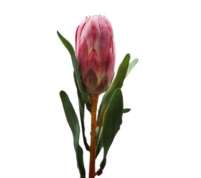 Protea Pink 60cmL