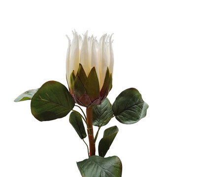 Protea Stem Cream 68cmL