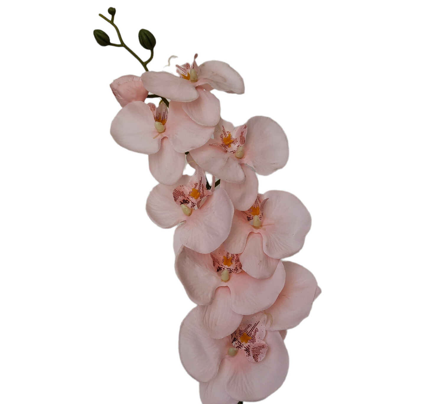 Orchid Soft Pink 95cmL