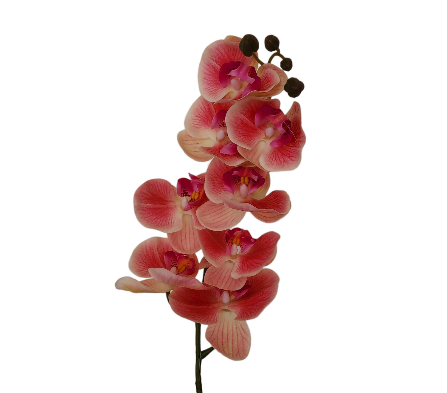 Orchid Pink Vein 95cmL, Colour: Pink Vein