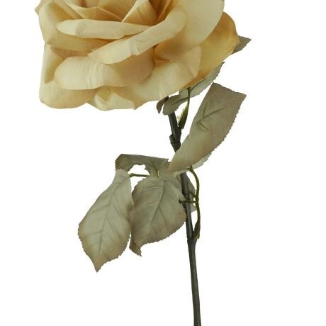 Rose Holland Coffee 67cmL