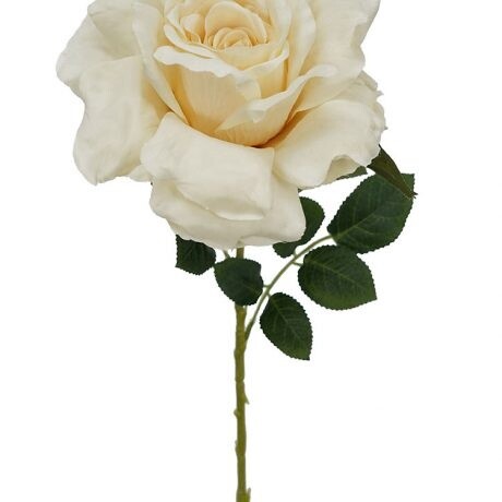 Rose Single Stem Ivory 70cmL