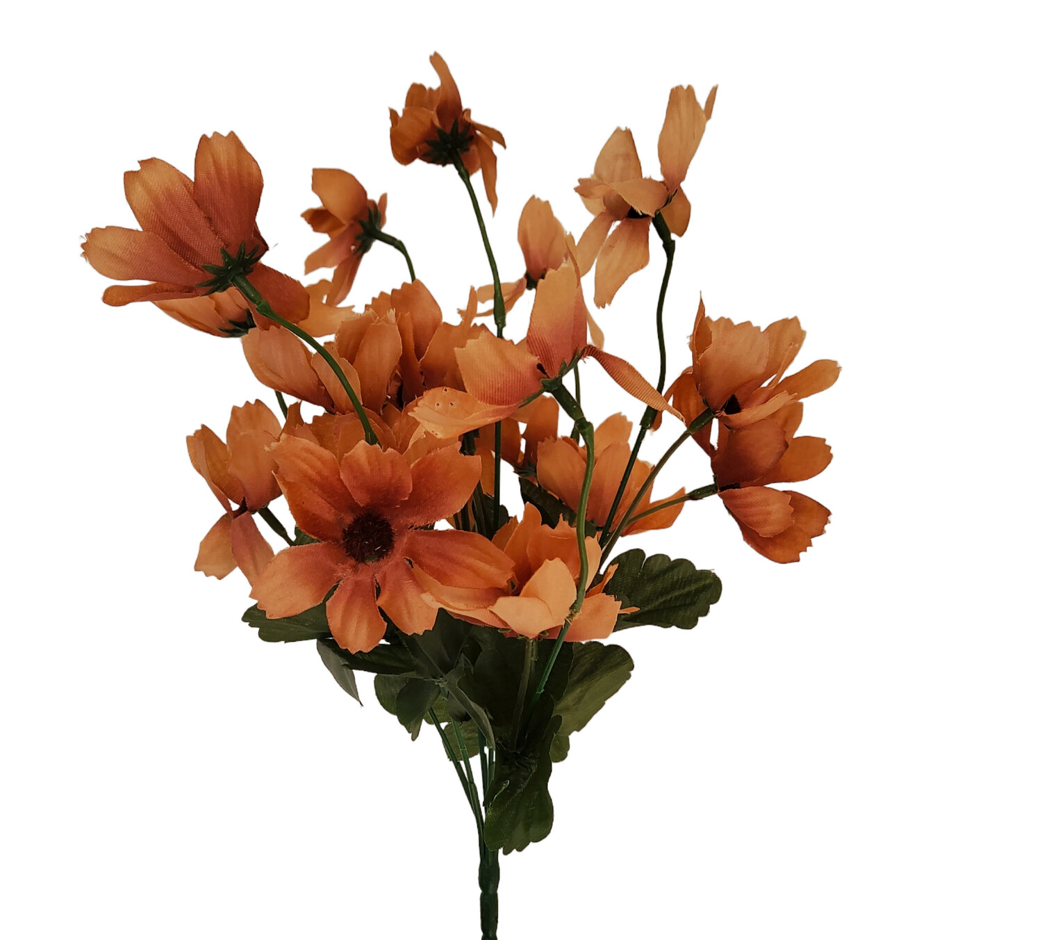 Cosmos Bunch Latte 34cmL