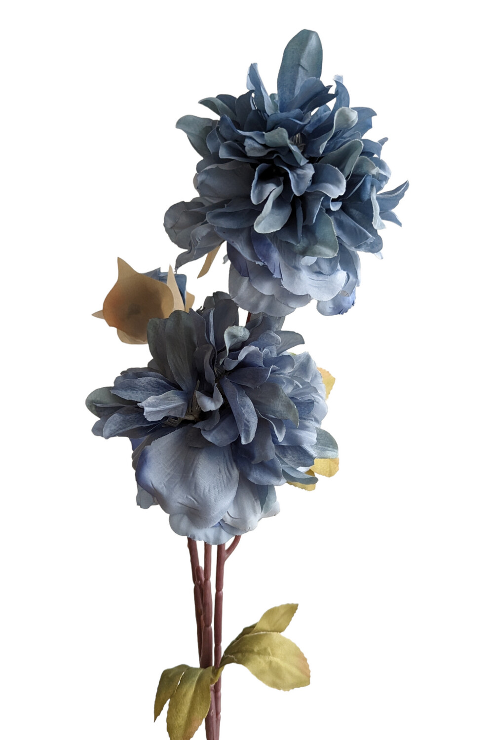 Peony Queen Light Blue 80cmL