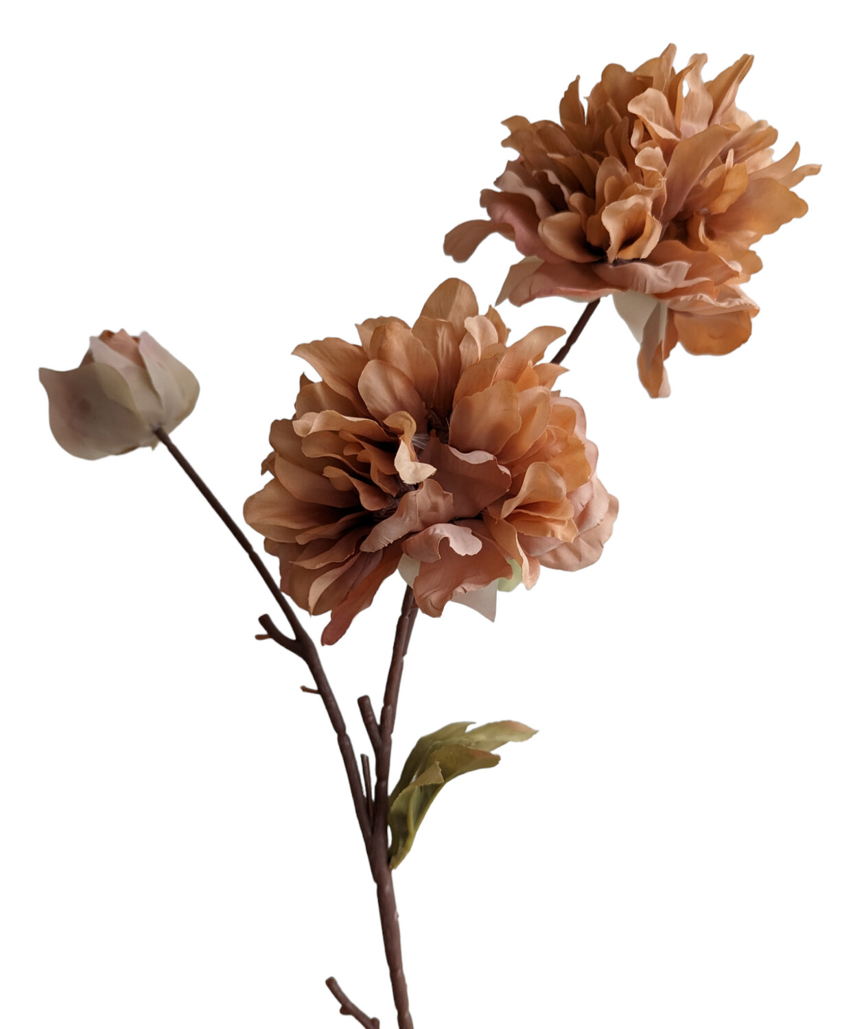 Peony Queen Toffee 80cmL