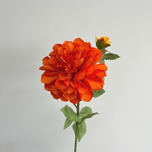 Dahlia Large 2H 16cmD Blood Orange