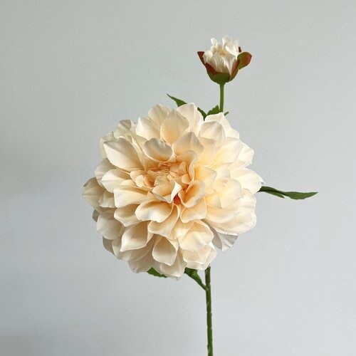 Dahlia Large 2H 16cmD Warm Champagne
