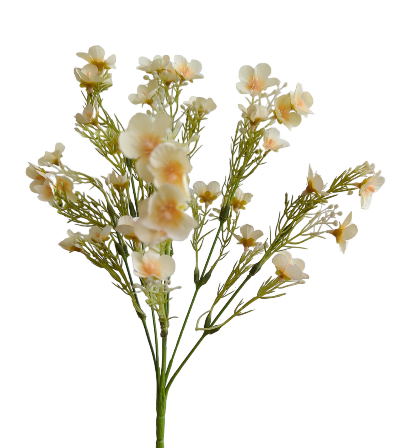 Daisy Short Bunch Cream White 6 Stems